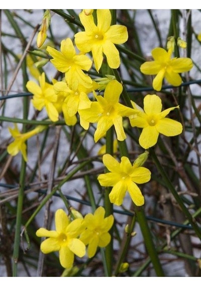 Sarı Yasemin Çiçeği Fıdanı 1 Adet 50-70 Cm Saksılı Dış Mekan Bitkisi Yellow Jasmine