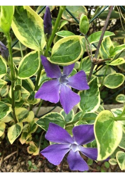 Vinca Minor Atropurpurea Mavi Cezayir Menekşesi Fidanı