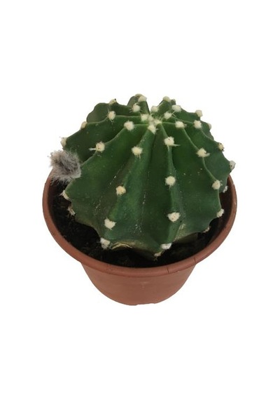 İthal Büyük Boy Kaktüs - Echinopsis Subdenudata 17 Cm Lik Saksıda