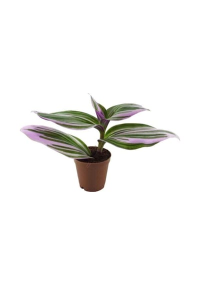 Videolu Telgraf Çiçeği Pembe Alacalı 1 Adet Saksılı 10-20cm Iç Mekan Bitkisi Nanouk Tradescantia