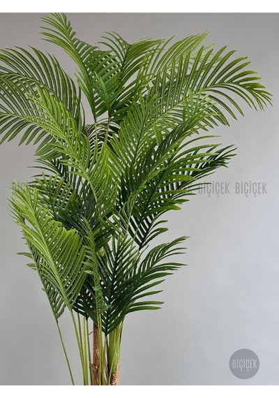 Biçiçek Yapay Areka Ağaci 220 Cm 4 Gövdeli̇ Krem Yali Saksıda