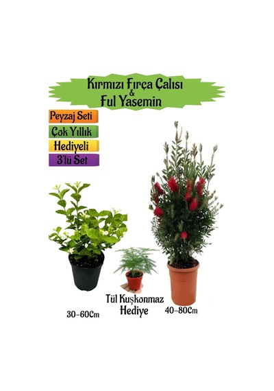 Kırmızı Fırça Çalısı+kokulu Ful Yasemin+tül Kuşkonmaz Peyzaj Seti