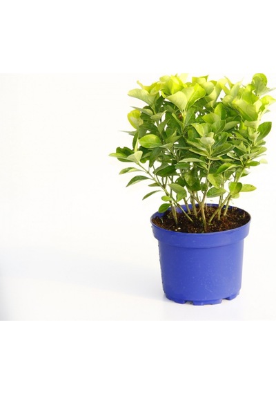 Gold Taflan Euonymus Japonica Aurea Sarı Çit Bitkisi Mavi Sak