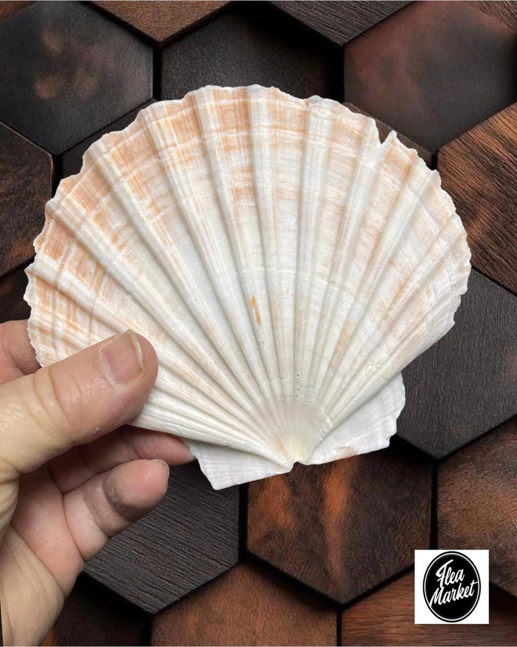 Gerçek Deniz Kabuğu - Scallop - 1 Adet