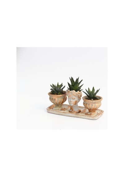 Trio Helen Orange Sukulent Seti - Haworthia Pumila. Limifolia