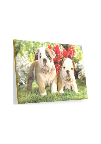 Cakasepetim Yavru Bulldogs Ahşap Mdf Tablo
