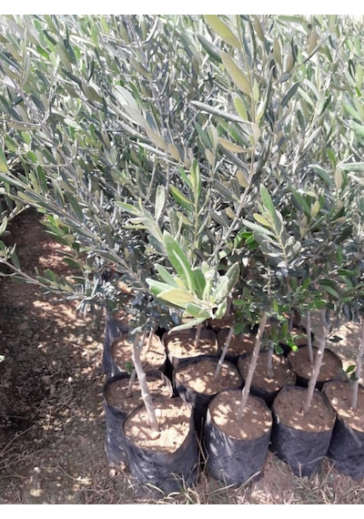 Gemlik - Trilye Zeytin Fidanı Tüplü Ve Aşılı 3 Yaş 3 Adet