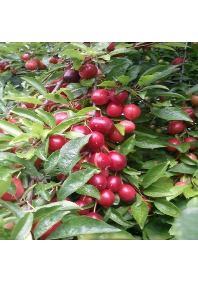 Tüplü Cherry Plum Nadir Mini Meyveli Kiraz Eriği Fidanı