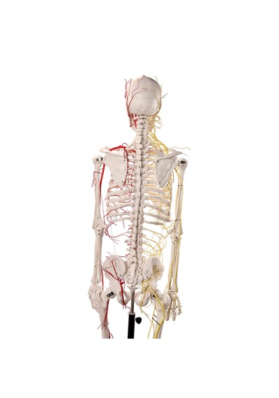 Sinir Ve Damarlı, Gerçek Boyutlarında İnsan İskeleti Modeli, 180 Cm - İskelet Maketi 01