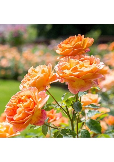 Turuncu Orange Pompon Yediveren 30 65cm Saksılı Aşılı Gül Orange Rose