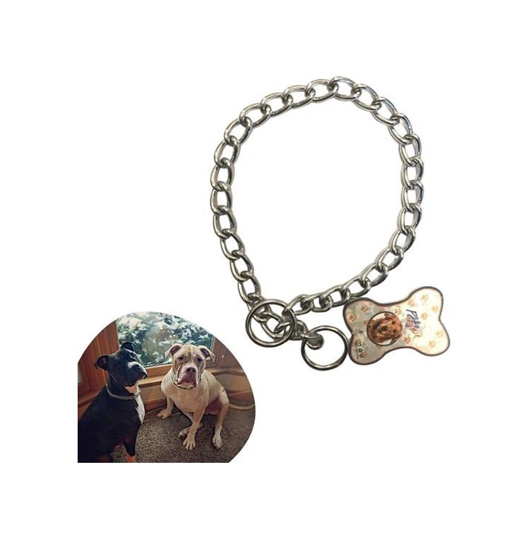 Mcg Mcg 65 Cm Uzunlukta Zincir Model Köpek İçin Boyun Tasması