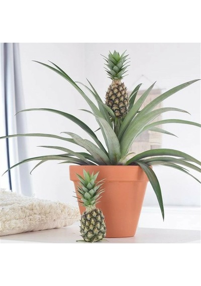 Cox Shine Mersin Saksıda Ananas Fidanı 30-40 Cm