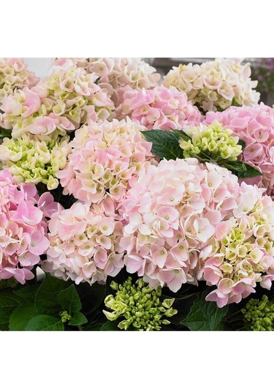 2 Adet Pembe Çiçekli Ortanca Fidanı 30-55 Cm Tüplü Çiçekli Bodur Bitkiler Pink Hydrangea