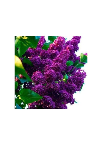Salkım Leylak Fidanı 30-60 Cm