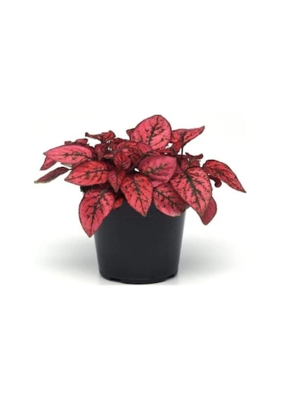 Fittonia Hostes Çiçeği Çilli Yaprak Güzeli Yeşil Mor 10-20 Cm