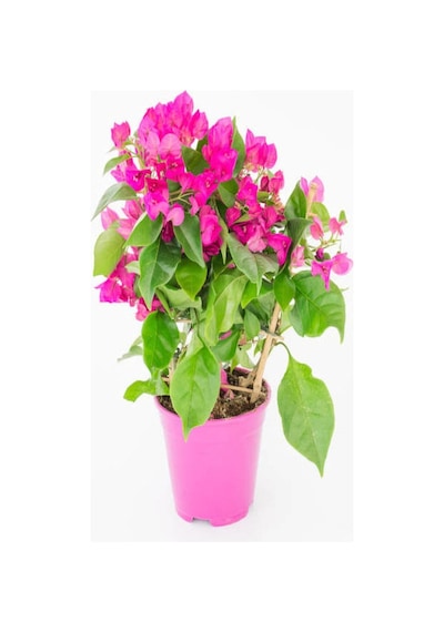 Açık Pembe Begonvil 40 60 Cm 1 Adet Saksılı Iç/ Dış Mekan Bitkisi Bougainvillea
