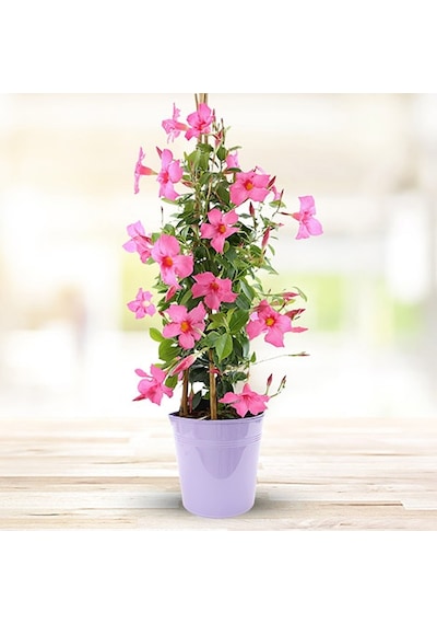 Mandevilla Sarmaşığı - Pembe 80-100cm