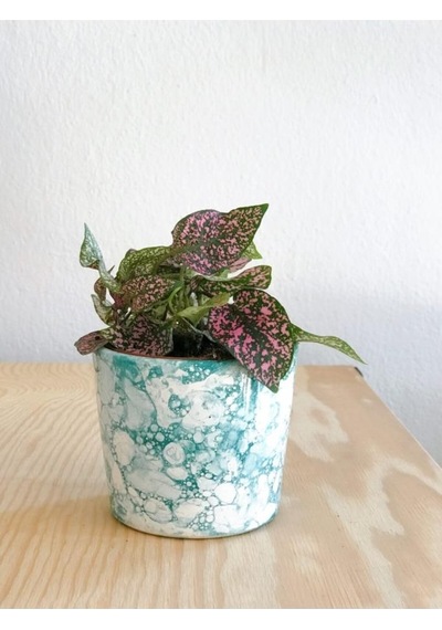 Hypoestes Hostes Çiçeği Pembe Yapraklı 10-15 Cm
