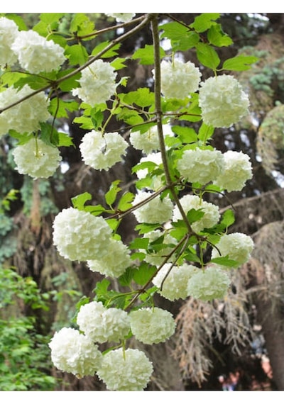 çınar Kartopu Çiçeği Fidanı 50 60 Cm 1 Adet Tüplü/saksılı Dış Mekan Hydrangea Hortensia