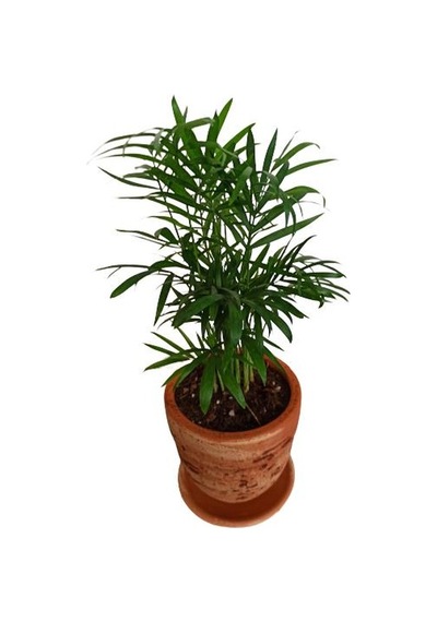 Toprak Saksıda Chamaedorea Elegans Areka Palmiyesi