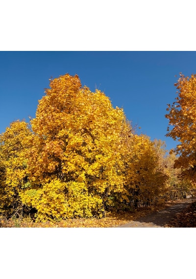 Akçaağaç Fidanı - Acer Platanoides 3 Adet