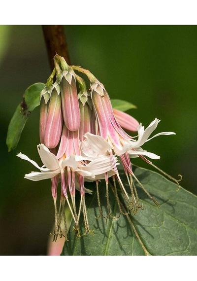 5 Adet Rare Wild Prairie Prenanthes Tohumu
