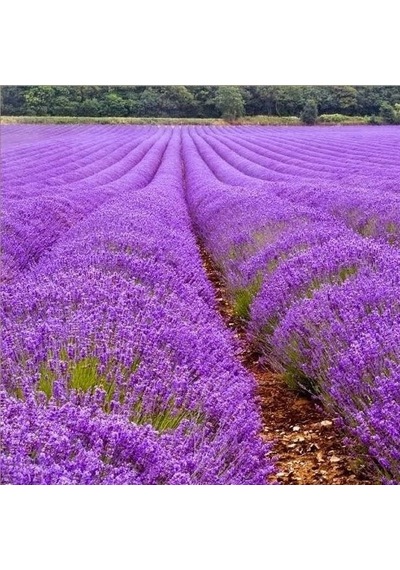 Lavandula Angustifolia Lavanta Çiçeği Tohumu 37000 Tohum