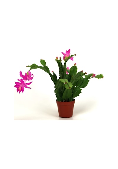Yılbaşı Çiçeği,yılbaşı Kaktüsü,fuşya Koyu Pembe 7 Cm Saksıda