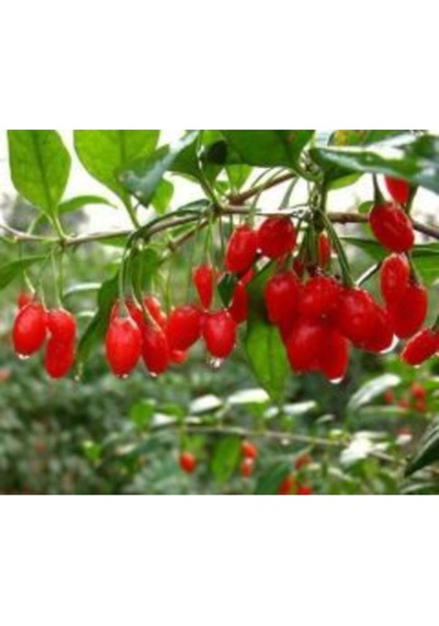 30 Adet Gojiberry Fidanı Nq7 Viyolde 15 Cm 12 Ay Dkim .eksi 30 Decereye Dfayanıklı
