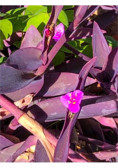 Videolu Mor Telgraf Çiçeği 10 30 Cm 1 Adet Saksılı Iç Mekan Bitkisi Tradescantia