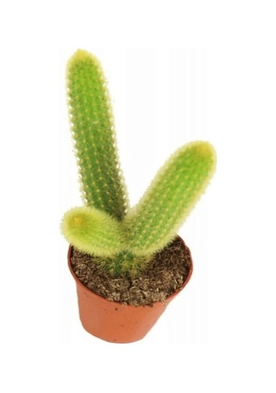 Serada Decor Plant Hildewintera Aureispina Maymun Kuyruğu İthal Kaktüs