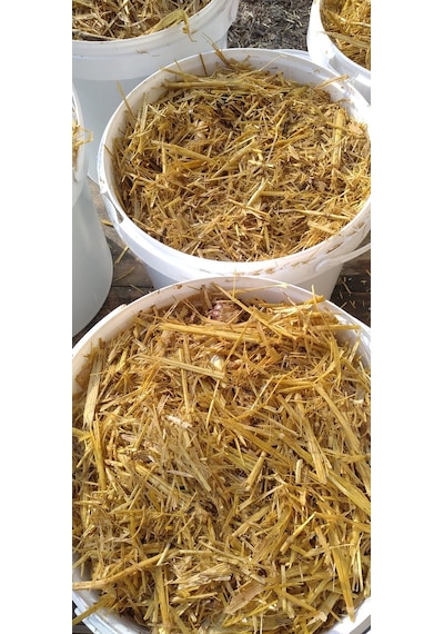 8 Lt 4 Kg Istiridye Mantarı Miseli Tohum Kompostu Mantar Vermeye Hazır Durumda