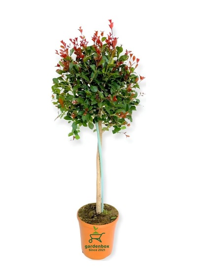 Peyzaj Süs Bitkisi Evgenya Çalısı 50-70cm Saksılı/tüplü Eugenia Etna Fire