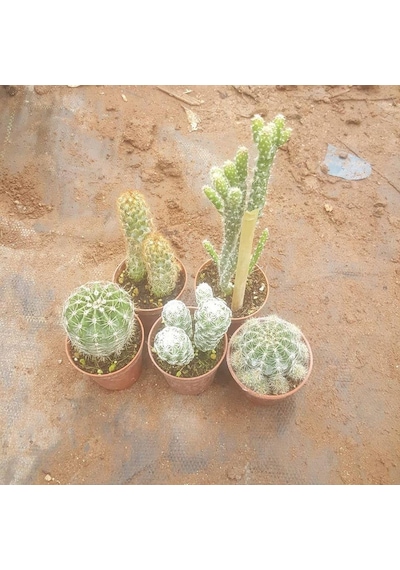 5 Adet Farklı Kaktüs Pakedi. 5.5 Cm Saksıda