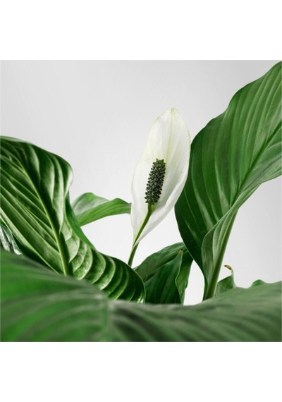 Barış Çiçeği Spathiphyllum Sokak Lambası Çiçeği Ev Bitkisi Ofis Bitkisi Salon Bitkisi