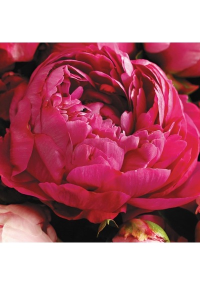 Kırmızı Peonies Festiva Şakayık Çiçeği Yumrusu 1 Adet