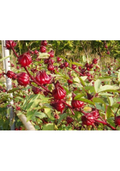 Ithal Hibiscus Tohumu Ekim Seti