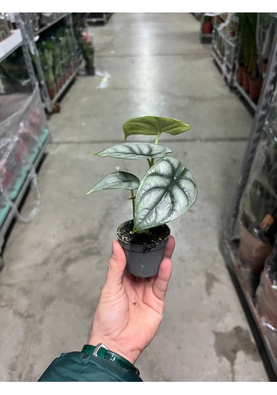 Alocasia 'silver Dragon' Fil Kulağı Ø5,5 Cm Y0-10 Cm