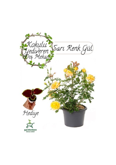 Kokulu Canlı Sarı Gül Fidanı 1 Adet Saksıda Bahçe Çiçeği+ Yaprak Güzeli