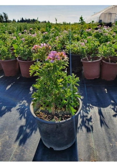 Kokulu Itır Çiçeği Pelargonium Graveolens Fidanı 10-20 Cm