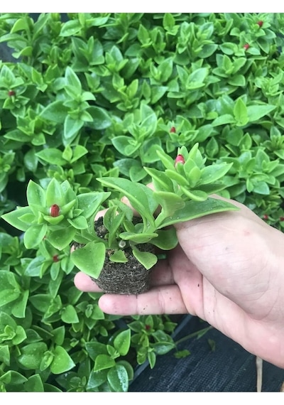 Videolu Pembe Buz Çiçeği Fidesi 40 Adet Saksılı/tüplü 5-10 Cm Yer Örtücü Bitki Delosperma