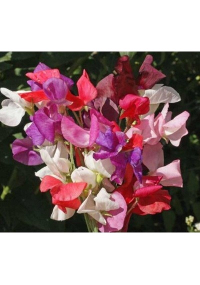 Tohum Dünyam 10 Adet Sweet Pea Royal Family Mix Tohumu