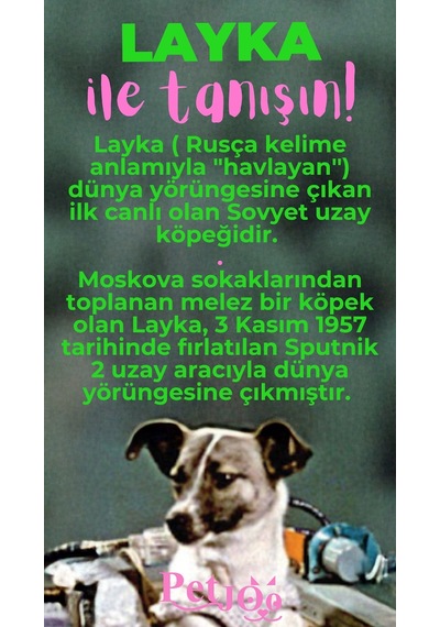 Petjoo 22.Layka Pembe-Yeşil Qr'lı Köpek Künyesi