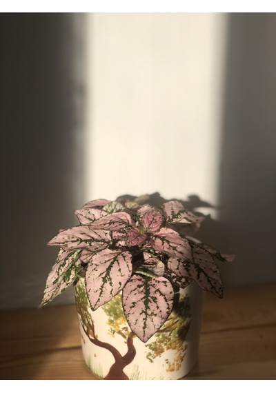 Hypoestes - Fittonia Pembe Hostes Çiçeği Seramik Saksıda 4649