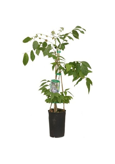 Videolu Bol Çiçekli 1 Adet Mor Salkım Fidanı 20-50cm Saksılı\tüplü Wisteria Sapling