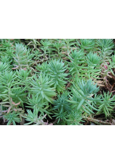 Sedum Reflexum Dam Koruğu Yer Örtücü-yayılıcı Bitki 135 Adet