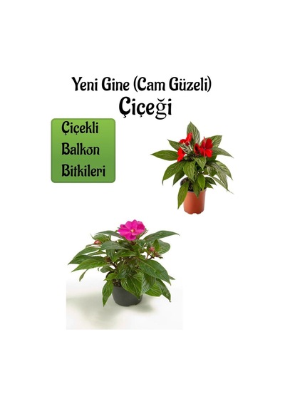 Kırmızı + Pembe Yeni Gine Cam Güzeli Çiçeği 2 Adet Balkon Bitkisi 10-15cm
