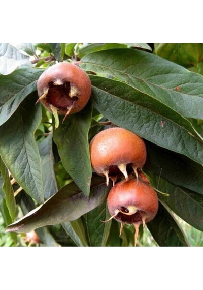 Aşılı Muşmula Fidanı 3 Yaş