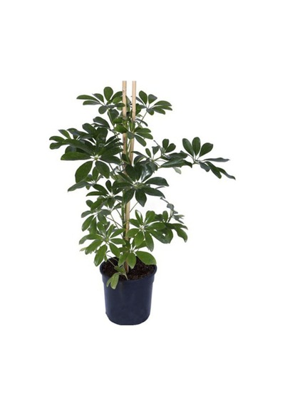 Yeşil Şeflara Fidanı 80cm-100cm