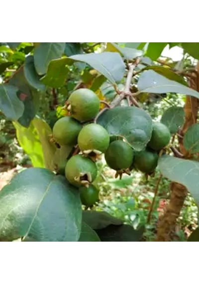 Üzüm Guava Fidanı Nadir Sarı Meyveli Egzotik Guava Çeşidi Psidium Guineense